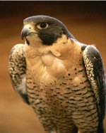 peregrine-falcon